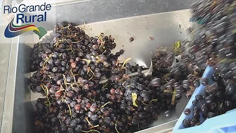 Como se faz suco de uva industrializado?