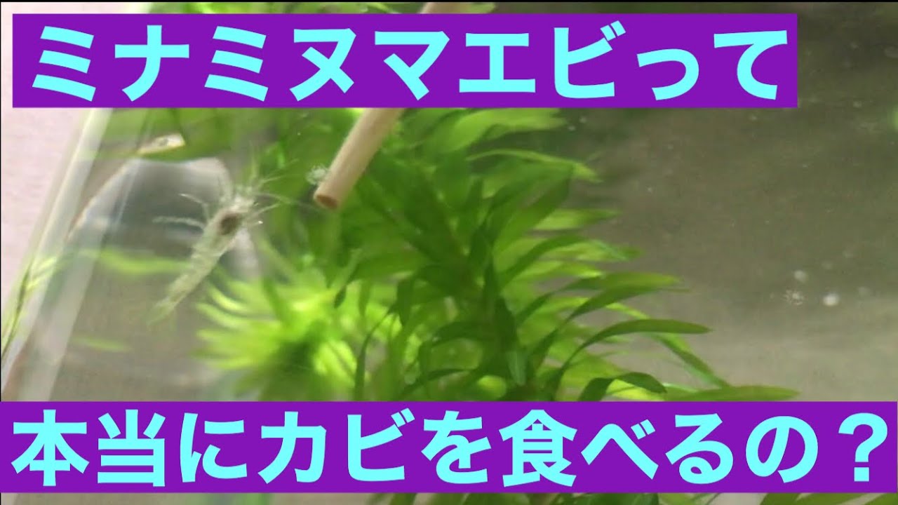 ミナミヌマエビは水槽に生えた水カビを本当に食べるの Youtube