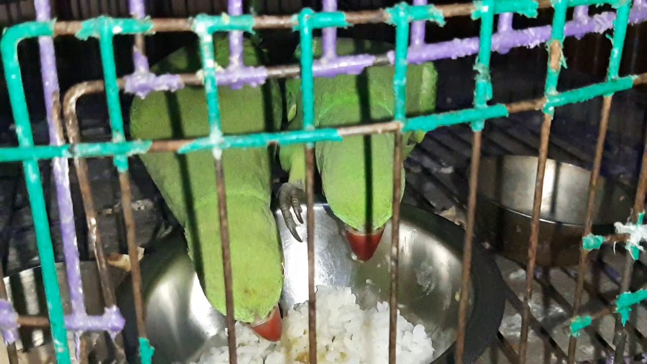 Parrot eat rice YouTube