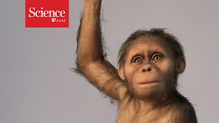 Lucys baby suggests famed human ancestor had a primitive brain