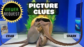 Octopus Experiments with Picture Clues - VIEWER REQUEST