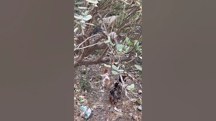 Video 11187531: forest cat animals, forest cat playing, cat blue eyes