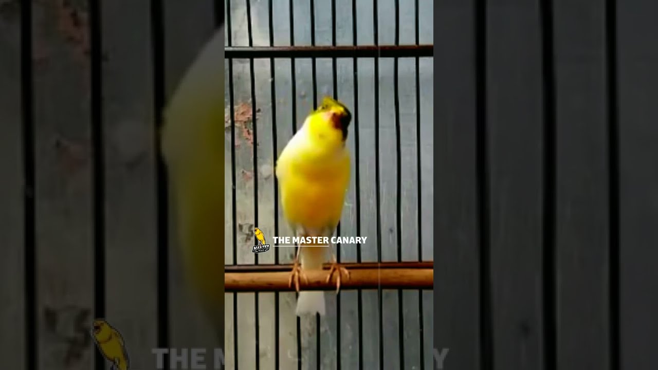 Canary Singing Training Master Your Will Sing Shorts