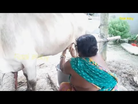 Cow milking by Hand || Cow Milking by beautifu women || Village Lifestyle Video || দুধ দোয়ানো ভিডিও