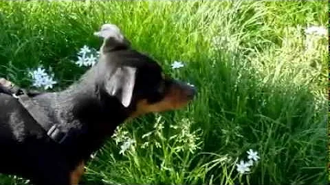 Come dare i fiori di Bach al cane?