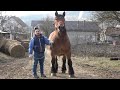 Caii lui Sile de la Iclod, Cluj - 2024 Nou!!!