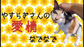 【ミケちゃん過去動画】やすらぎさんの愛情マッサージでしあわせ♪