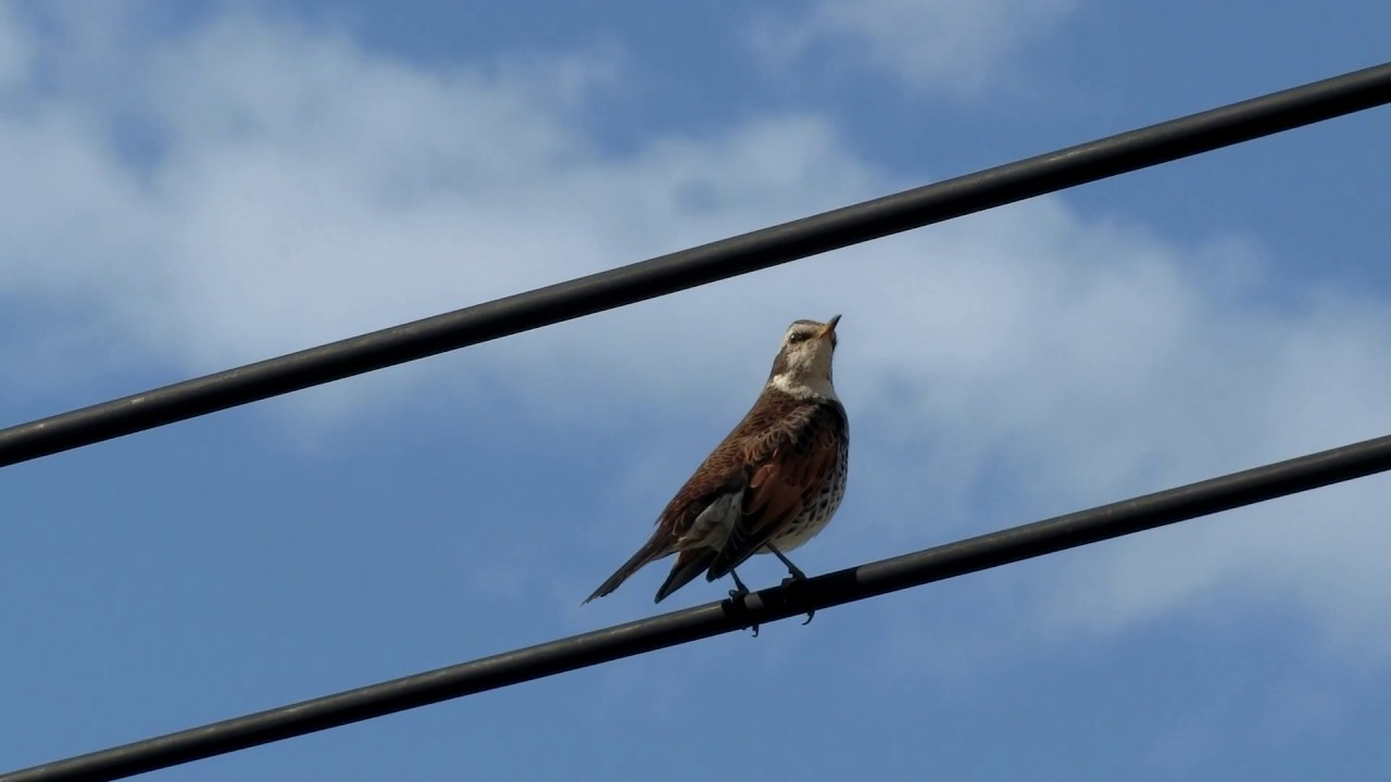 ツグミ 庭にくる鳥たち 気まぐれ花畑