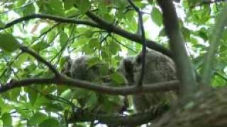 owl990520.mpg