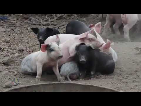 კახეთში