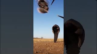 Outsmarting the impenetrable shield #porcupine #battle #epic