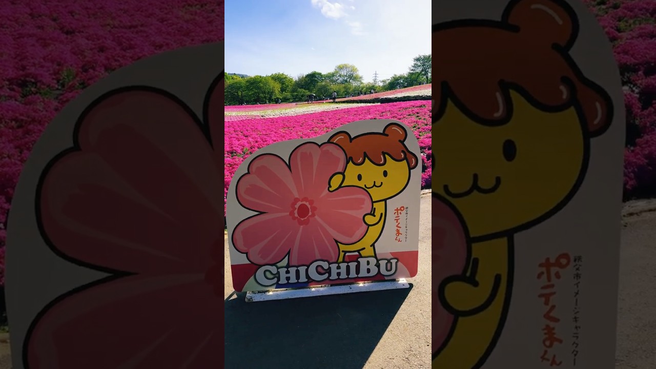 秩父芝桜/Mr.Children「Marshmallow day」　　2026年4月24日