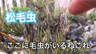 松の毛虫 マツケムシ の動画です Youtube