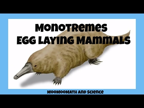 Monotremes-egg laying mammals