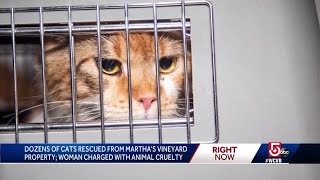 Dozens of cats rescued from Martha's Vineyard breeder's home