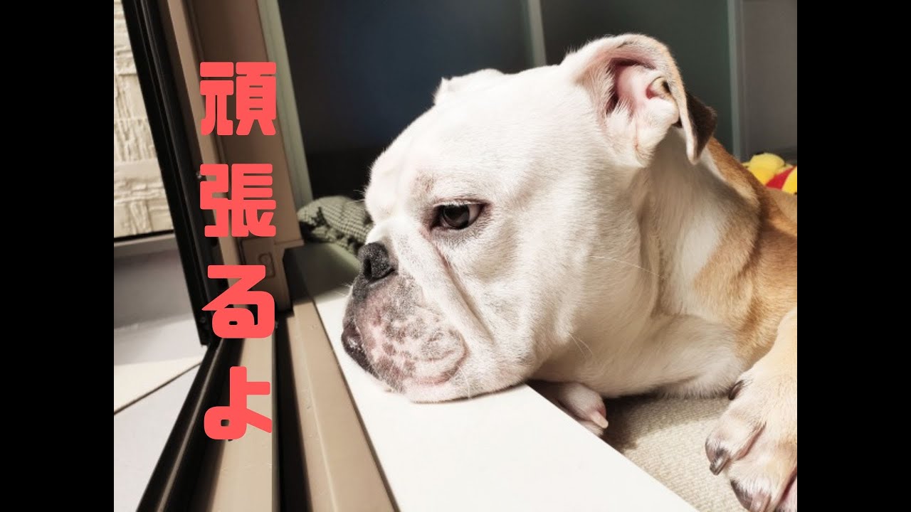 洗濯物のお手伝いをするブルドッグが可愛い Youtube
