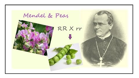 What you get from Patterns of Inheritance | Concepts of Biology - Chapter 8 (English Reading Only)