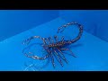 How to make a Scorpion with wire by chef PawanKumar