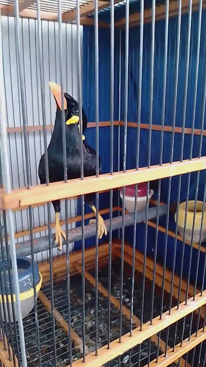 NGAJARIN BURUNG BEO BERBICARA AGAR PINTAR NGOMONG#shorts #shortvideo #animal #bird