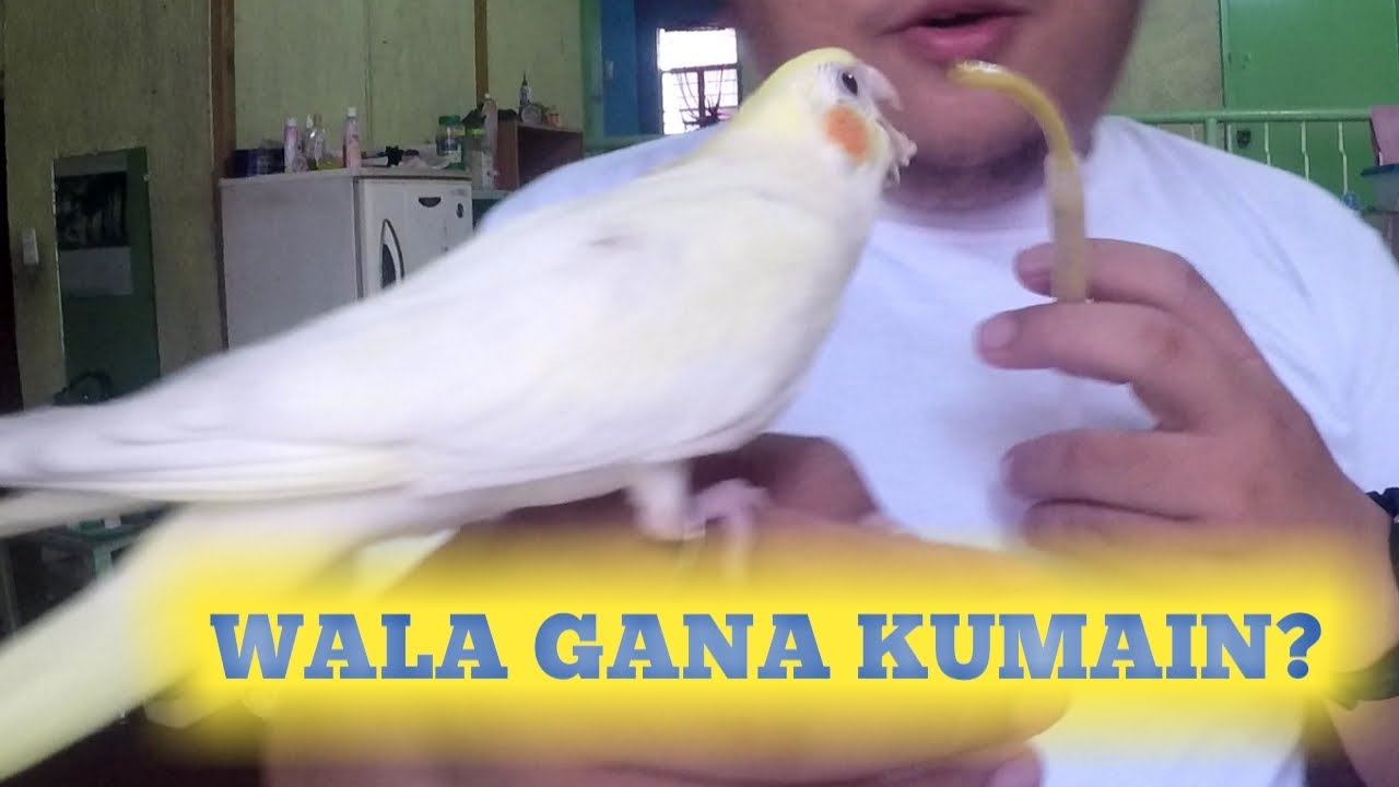 Why Is My Handfeed Bird Not Eating As Much Bakit Bigla Ayaw Kumain Ng Aking Alagang Ibon 