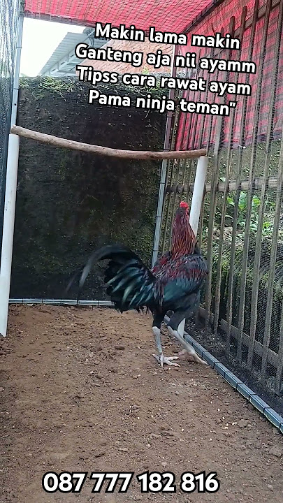 Ayam Pama Ninja Firoce bl usia 6,5 bln#ayampama#ayampamaninja#ayampamaiq#ayampakoy#viralvideo#funny
