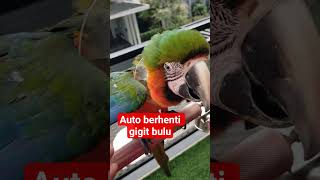 CARA MENCEGAH BURUNG MACAW GIGIT BULU #paruhbengkokindonesia #macawbird