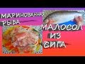 Маринованная рыба, Малосол из Сига,