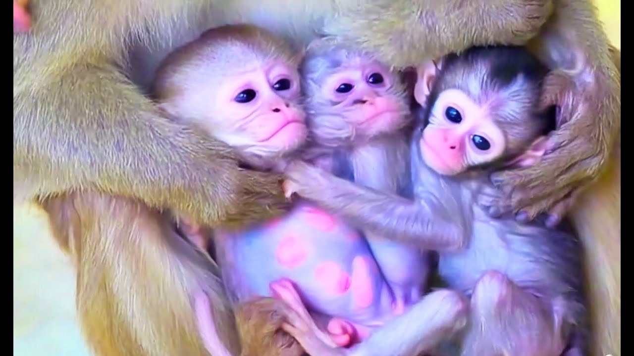 Oh My God! Mother Monkey Gives Birth – An Incredible Natural Moment