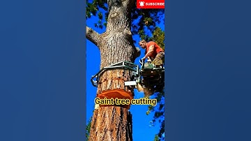 Wait…😳 This Lumberjack Cuts a GIANT Tree From the AIR!💪🌲#shorts#chainsaw#heavymachinery#chess#tree