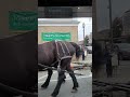 Horse-Drawn Carriage Passes By