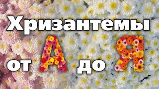 Опыт Выращивания Кустовых Хризантем От Южноуральского Цветовода. Учтите Эти Советы