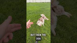 For those that didn’t like the bang trick, the dog doesn’t actually die, instead…