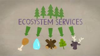 Assessment of ecosystem services