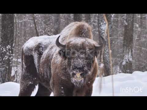 Video: The Black Book of Animals. Black Book of Russia: Animals