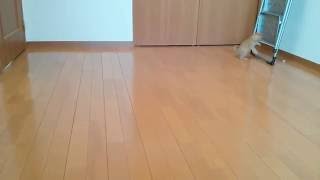 ノーラ、木のおもちゃで遊ぶ "Kitten plays with a piece of wooden puzzle"