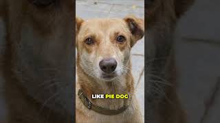 Meet the Indian Pariah Dog  An Ancient and Natural Breed