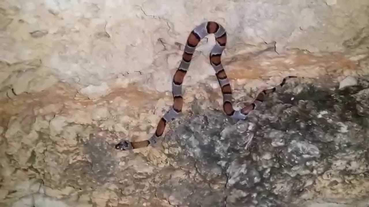 video phone beyonce mp3 Grey-Banded Kingsnake( Lampropeltis alterna), Field Herping West Texas
