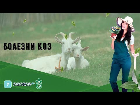 Болезни коз