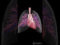 3d anatomy of the heart and lung #anatomy #3danimation