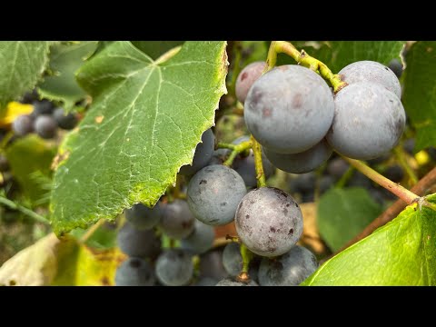 Vidéo: Grape Jam And Jellies - Quels sont les bons raisins pour la confiture ou la gelée du jardin