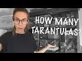 ALL my TARANTULAS! Full Collection Tour