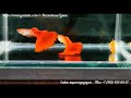 RED KOBRA ALBINO GUPPY / ГУППИ КРАСНАЯ КОБРА АЛЬБИНО