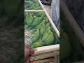 For Sale Green Parrot Viralshorts Youtubeshorts Sale Green Parrots 