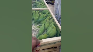 for sale  green parrot 🦜🦜#viralshorts #youtubeshorts #sale #green #parrots