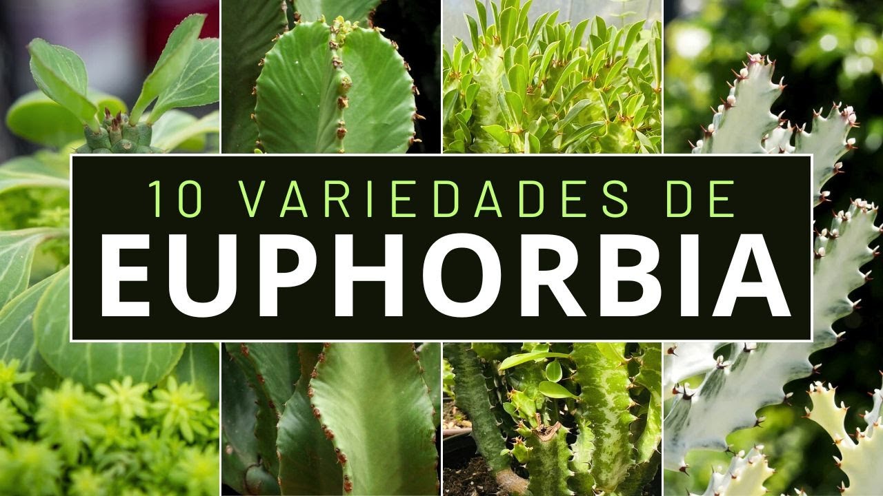 10 Variedades de EUPHORBIA