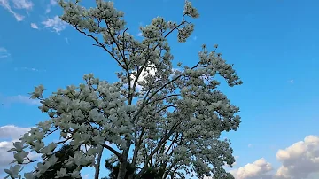 春暖花开，又见花开。#治愈系风景 #白玉兰#琵琶湖