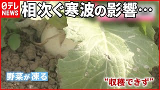 【野菜高騰】凍って収穫できず  北日本はまた大荒れ予想