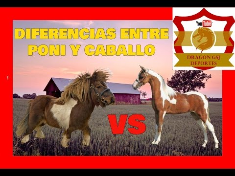 Vídeo: Diferencia Entre Pony Y Potro