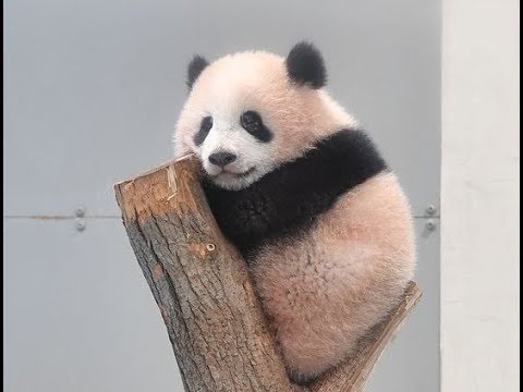 Children Panda S Tree Ascending Climbing子供パンダの木登りまねっこ Cute Panda Videos シャンシャン パンダ Youtube