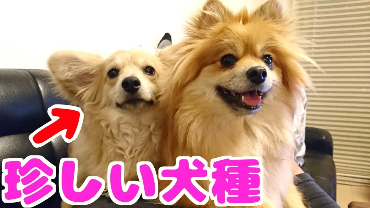 ミックス犬で1番人気 チワックスとポメラニアンの子犬が可愛い Youtube